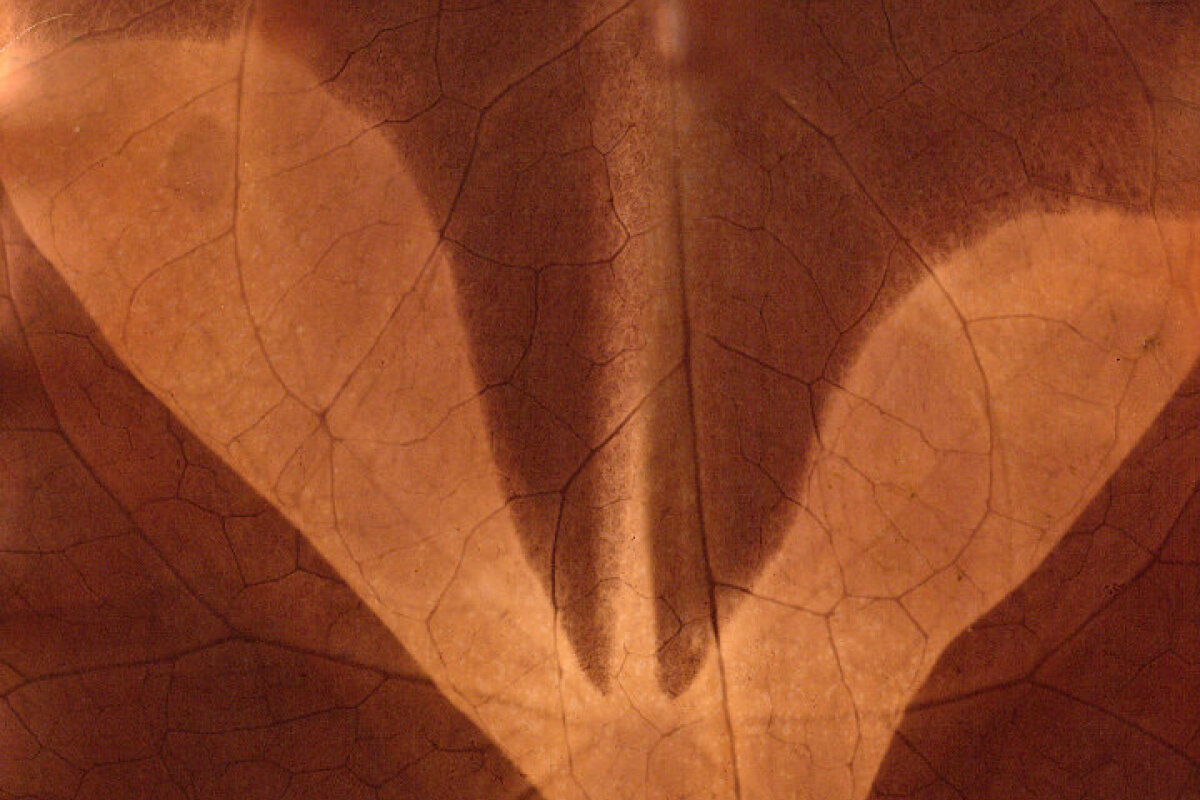 Workshop z labu LABODOBLE s Georgym Bagdasarovem